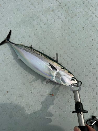 カツオの釣果