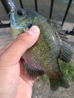 ブルーギルの釣果