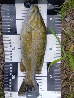 スモールマウスバスの釣果