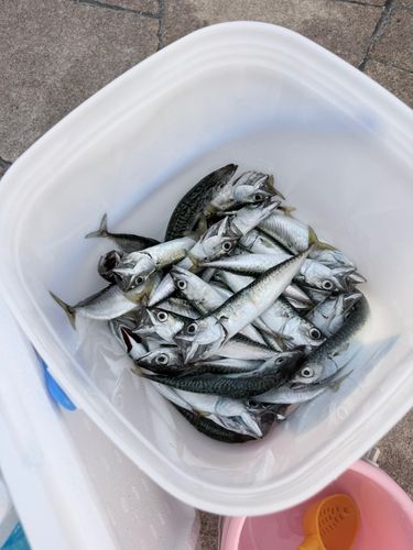 サバの釣果
