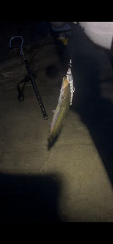 カマスの釣果