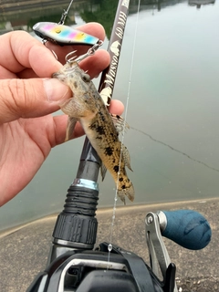 ハゼの釣果