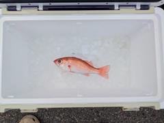 アカムツの釣果