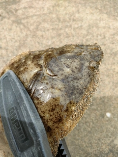 コノシロの釣果