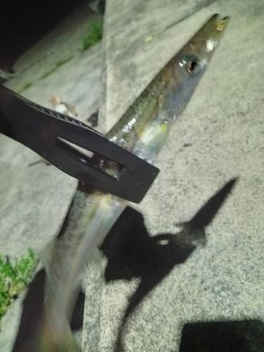 カマスの釣果