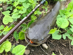ナマズの釣果