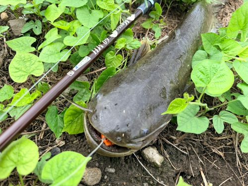 ナマズの釣果