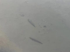 ライギョの釣果
