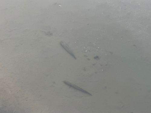 ライギョの釣果
