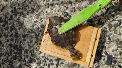 カワハギの釣果
