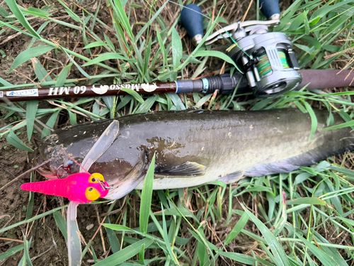 ナマズの釣果