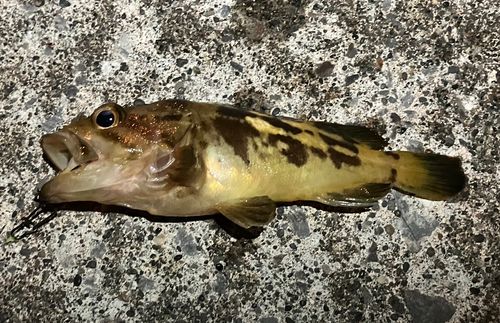 ガヤの釣果