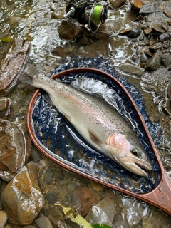 ニジマスの釣果