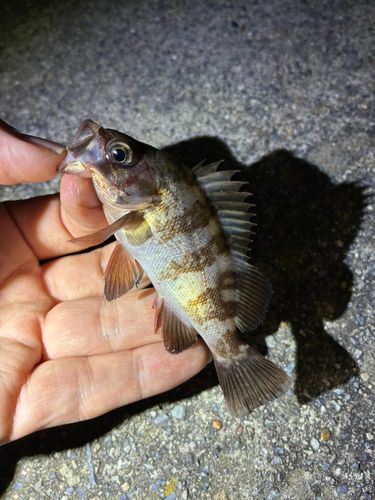メバルの釣果