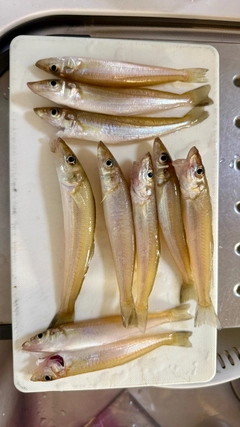 キスの釣果