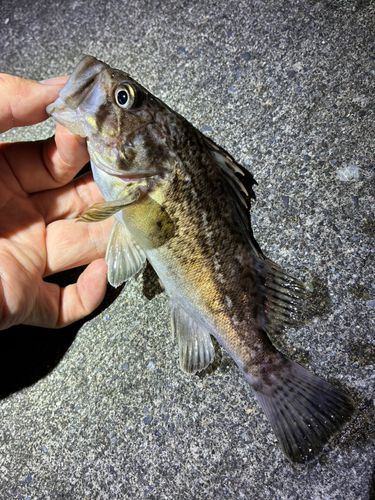 ソイの釣果