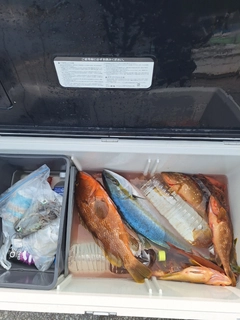ワラサの釣果