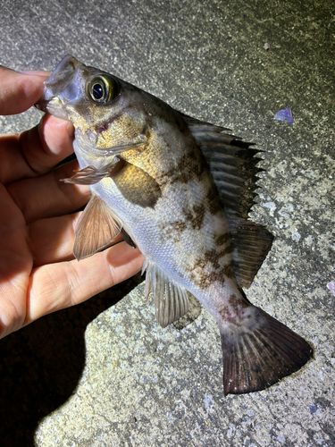 メバルの釣果