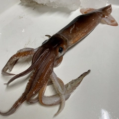 ムギイカの釣果