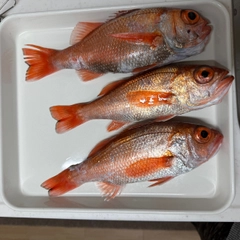 アカムツの釣果