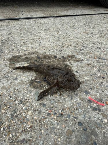 ハオコゼの釣果