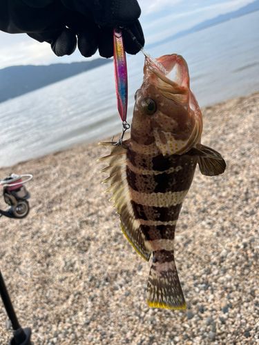 アオハタの釣果