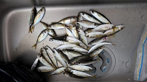 アジの釣果