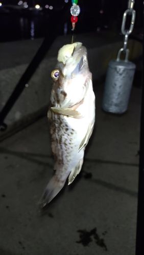クロソイの釣果