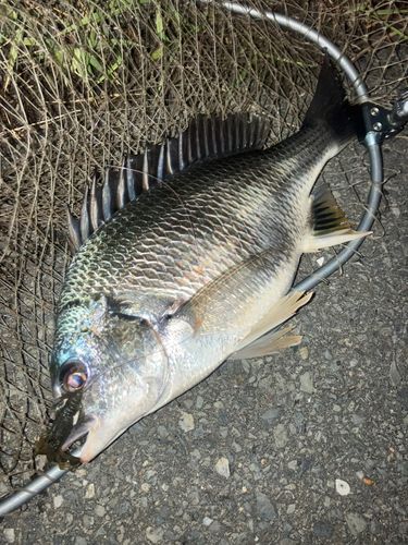 チヌの釣果