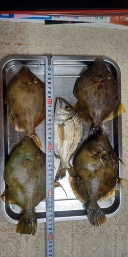 カワハギの釣果
