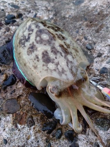 コウイカの釣果
