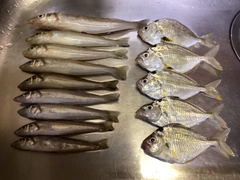 シロギスの釣果