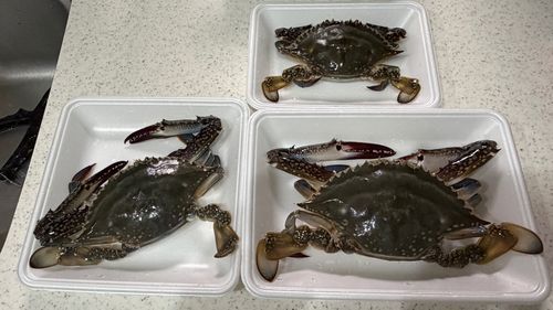 ワタリガニの釣果