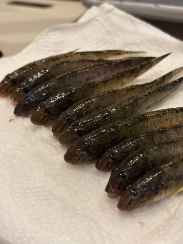 マハゼの釣果