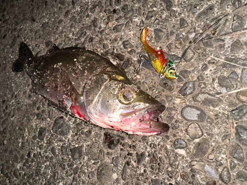 セイゴ（ヒラスズキ）の釣果