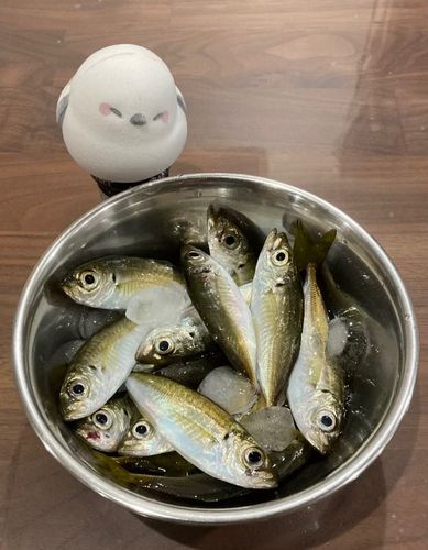 アジの釣果