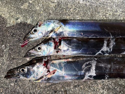 タチウオの釣果