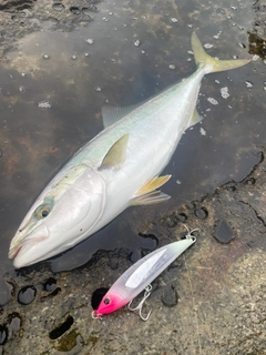 イナダの釣果