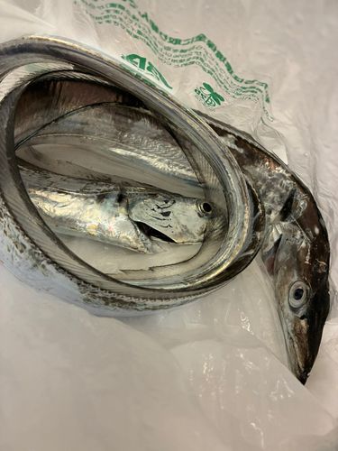 タチウオの釣果