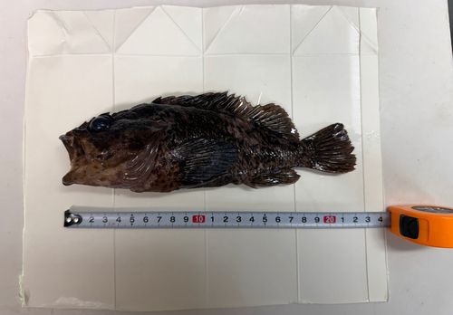 クロソイの釣果
