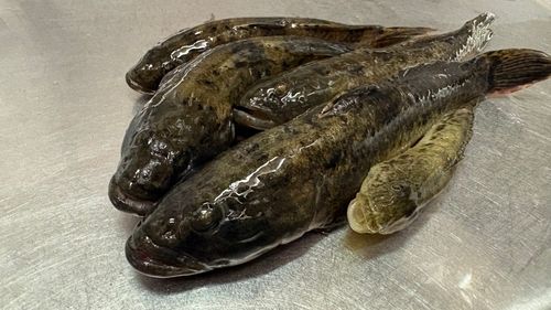 ウロハゼの釣果