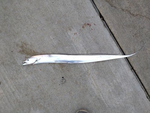 タチウオの釣果