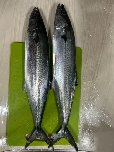サゴシの釣果