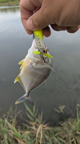 メッキの釣果