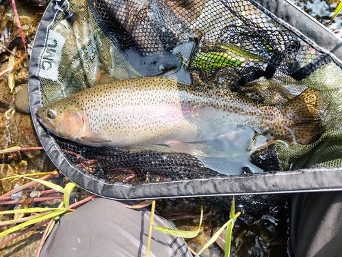 ニジマスの釣果