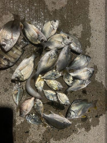 釣果