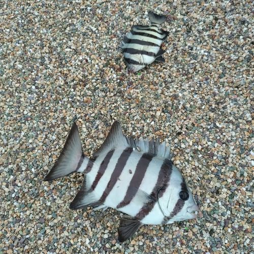 サンバソウの釣果