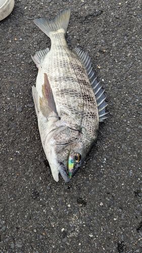 チヌの釣果