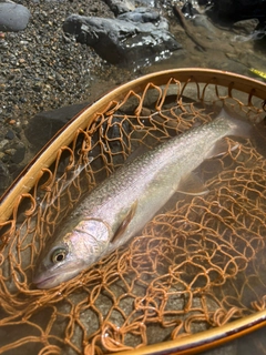 イワナの釣果