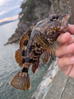 ガシラの釣果